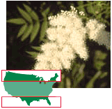 Poison sumac